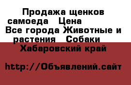 Продажа щенков самоеда › Цена ­ 40 000 - Все города Животные и растения » Собаки   . Хабаровский край